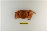 藏品(細紋方蟹)的圖片